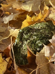 Phaeophyscia rubropulchra