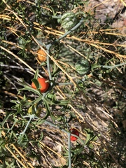 Ibervillea tenuisecta