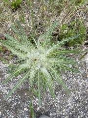 Cirsium hookerianum