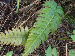 Blechnum occidentale