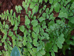 Adiantum