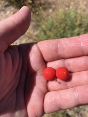 Ibervillea tenuisecta