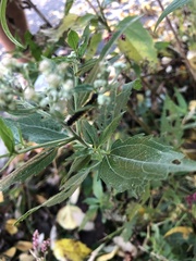 Eupatorieae