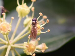 Melanostoma mellinum