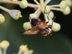 Phasia aurigera