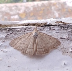 Psammotis pulveralis