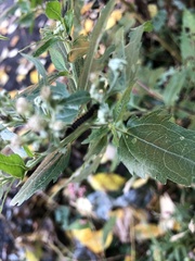 Eupatorieae
