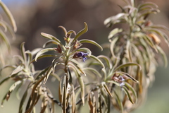 Eremophila