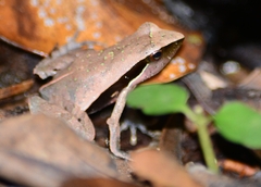 Physalaemus lateristriga