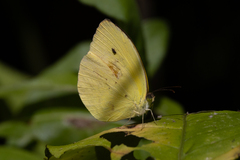 Pyrisitia dina westwoodi