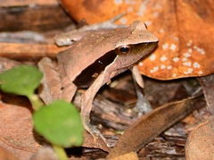 Physalaemus lateristriga