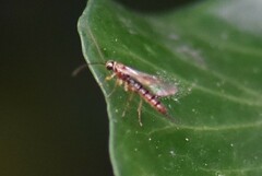 Tromatobia lineatoria