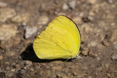 Pyrisitia dina westwoodi