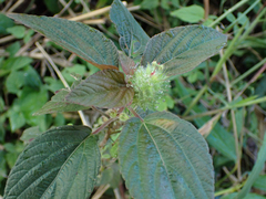 Acalypha arvensis