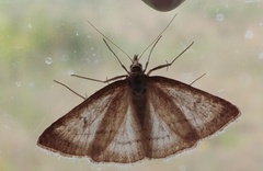 Psammotis pulveralis