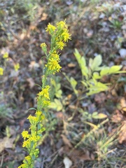 Solidago