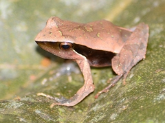 Physalaemus lateristriga