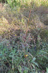 Ludwigia hyssopifolia