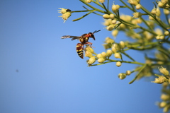 Euodynerus annulatus