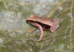 Physalaemus lateristriga