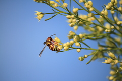 Euodynerus annulatus