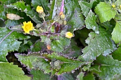 Sonchus oleraceus
