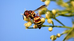 Euodynerus annulatus