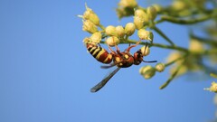 Euodynerus annulatus