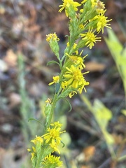 Solidago
