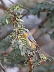 Cyornis tickelliae