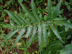 Christella dentata
