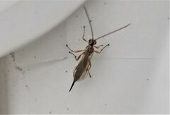 Tromatobia lineatoria