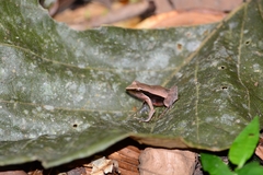 Physalaemus lateristriga