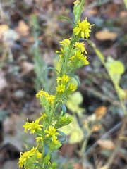 Solidago
