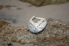 Haliotis cracherodii