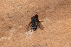 Microphthalma disjuncta