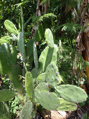 Opuntia cochenillifera