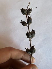 Aureolaria virginica