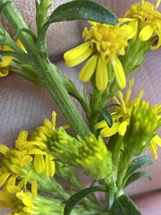 Solidago