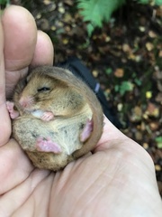 Muscardinus avellanarius