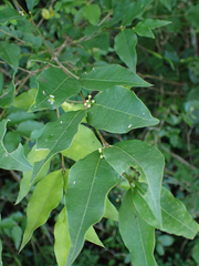 Malpighia glabra
