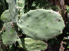 Opuntia cochenillifera