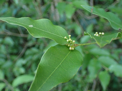 Malpighia glabra