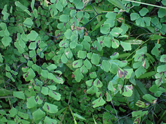 Adiantum tenerum
