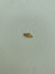Orphanostigma