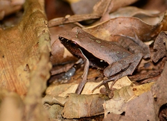 Physalaemus lateristriga