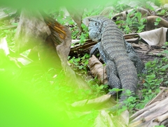 Salvator merianae