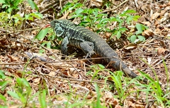 Salvator merianae