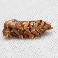 Argyrotaenia tabulana