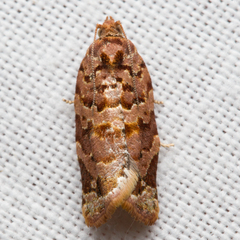 Argyrotaenia tabulana